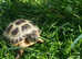 Baby Tortoise with fully set up home