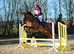 Gorgeous TB for hacking/dressage/bringing on