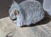 Beautiful chinchillas for sale