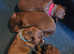 Beautiful Sproker pups for sale.
