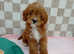 stunning female toy cavapoos
