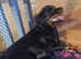 Beautiful chunky rottweiler puppies