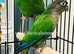 Beautiful green check conure Talking parrot