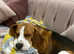 Beagle young boy looking for new home