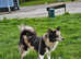 Very rare Beautiful merle pomskie (pomeranian x husky) girl