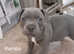 5 Staffordshire bull terrier puppies