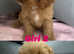 Adorable Cavapoos looking for homes