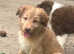 Gorgeous Colliedoole puppies for sale