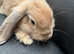 2 male rabbits