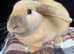 Male bunny