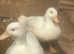 Call ducks