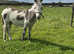 **Pending**. 2x beautiful donkeys