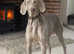 Weimaraner puppies, 1 boy and 1 girl left, READY NOW