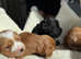 F1 health tested cavapoos