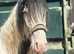 Welsh part bred colt to make 16h+