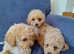 Poochon Puppies - little Teddy bears