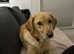 Lola needs a new home