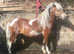 American miniature registered