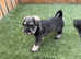 Stunning litter of kc registered mac clear miniature Schnauzers