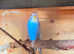 2 male budgie and a cage