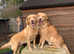 Stunning golden retriever puppies ready to leave 23rd may