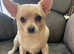 Beautiful White Short Hair Chihuahua BOY PUPPY