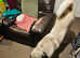 Dog needs a home urgently