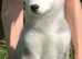 Alaskan Malamute puppies