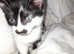 Lovely kittens for sale, I have one boy and 2 girl absolutely adorable. They have individual lil character's.