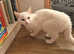 White kitten for sale
