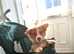 FLUFFY CORGI GOOD WITH CATS