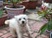 West Highland terrier puppies
