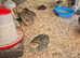 Beautiful Japanese Coturnix Quail hens for Sale