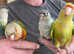Baby hand reared fully tame silly tame conure