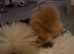 Female chow chow