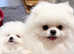 Kc registered white Pomeranian puppy boy