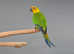 Jenday Conure,18