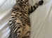 Beautiful bengal kittens
