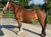 Project or broodmare