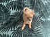 Pomchi puppy girl for sale