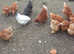 Hens for sale, Take your pick COLLECT FROM DT27QF £25.00 EACH