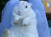 Holland lop eared white rabbit