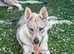 Czechoslovakian Wolfdog Puppies