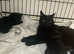 2 black American shorthair kittens
