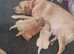 Pure Labrador puppies