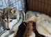 Northern shepherd. Northern Inuit X gsd. # shepski # first  litter