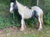 Dave the cob  9 months old