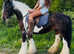 Gorgeous 14.2 traditional cob riding gelding