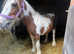Brown and white mare