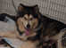 Stunning Alaskan malamute pups for sale